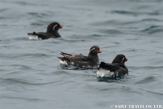 ウミオウム Parakeet Auklet ライコケ島　千島列島 Raikoke Island Kuril Islands (11)