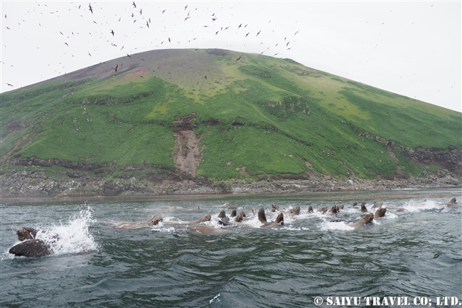 トド　ライコケ島　千島列島　Steller Sea Lion Raikoke Island Kuril Islands (5)