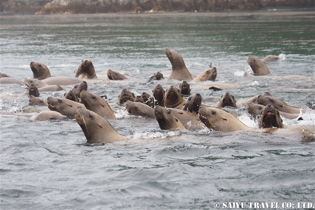 トド　ライコケ島　千島列島　Steller Sea Lion Raikoke Island Kuril Islands (7)