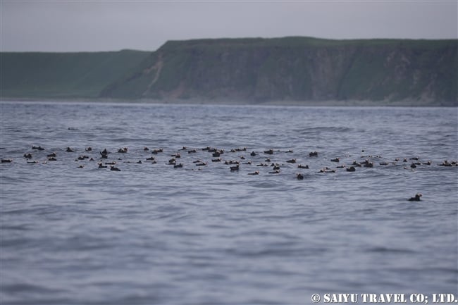 ウルップ島　Urup Island 千島列島　Kuril Island (12)