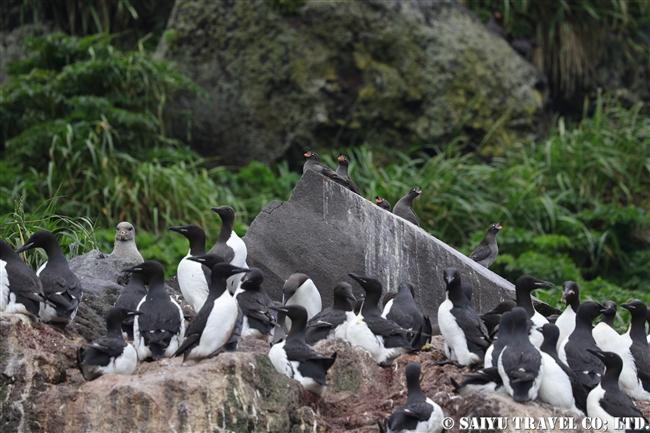 エトロフウミスズメ　ライコケ島　千島列島　Crested Auklet Raikoke Island Kuril Islands (6)