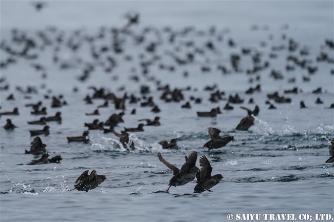 エトロフウミスズメ　ライコケ島　千島列島　Crested Auklet Raikoke Island Kuril Islands (1)