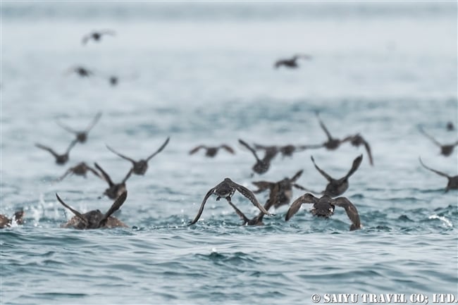 ウミオウム Parakeet Auklet ライコケ島　千島列島 Raikoke Island Kuril Islands (8)