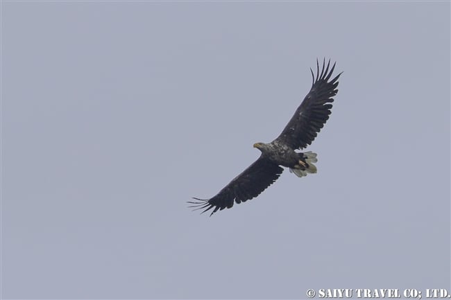 オジロワシ　ウルップ島　Urup Island 千島列島　Kuril Island (5)