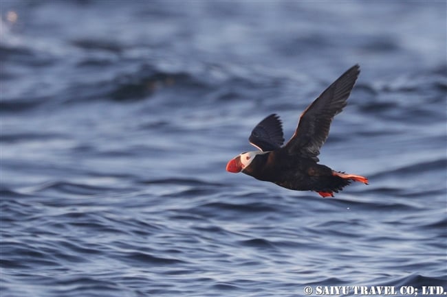 エトピリカ Tufted Puffin ウルップ島　Urup Island 千島列島　Kuril Island (4)