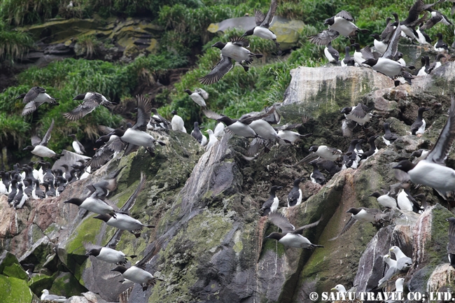 ライコケ島　千島列島　ウミガラス　ハシボソウミガラス (5)