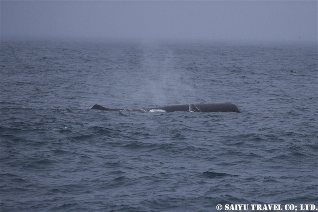 ライコケ島　千島列島　マッコウクジラ (1)