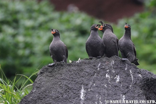 エトロフウミスズメ　ライコケ島　千島列島　Crested Auklet Raikoke Island Kuril Islands (11)