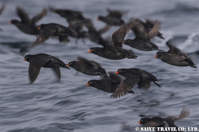 エトロフウミスズメ　ライコケ島　千島列島　Crested Auklet Raikoke Island Kuril Islands (13)