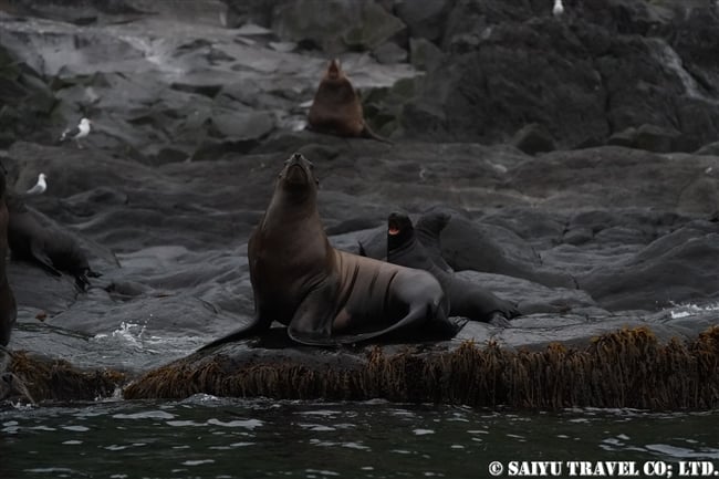 トド　ライコケ島　千島列島　Steller Sea Lion Raikoke Island Kuril Islands (2)