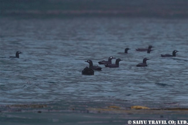 ケイマフリ ウルップ島　Urup Island 千島列島　Kuril Island (2)