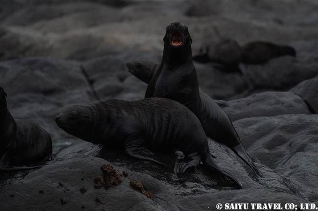 トド　ライコケ島　千島列島　Steller Sea Lion Raikoke Island Kuril Islands (4)