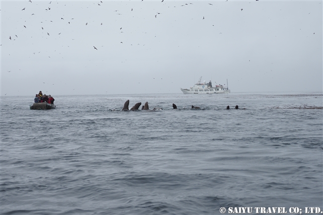 トド　ライコケ島　千島列島　Steller Sea Lion Raikoke Island Kuril Islands (6)