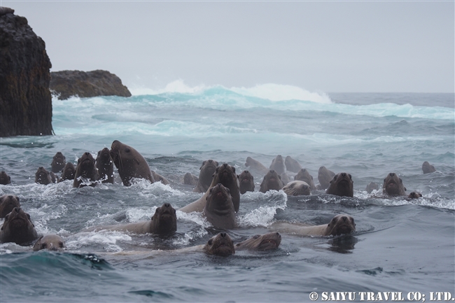 トド　シュムシュ島　ブラディミラ岩礁Vladimira Rock　steller sea lion rookery (6)