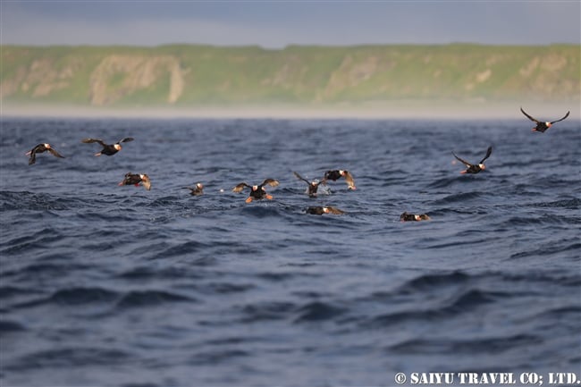 エトピリカ Tufted Puffin ウルップ島　Urup Island 千島列島　Kuril Island (6)