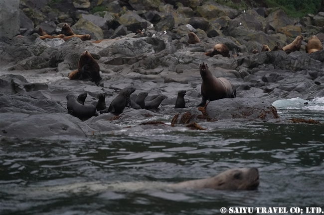 トド　ライコケ島　千島列島　Steller Sea Lion Raikoke Island Kuril Islands (3)