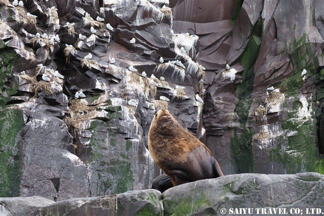 トド　ライコケ島　千島列島　Steller Sea Lion Raikoke Island Kuril Islands (8)