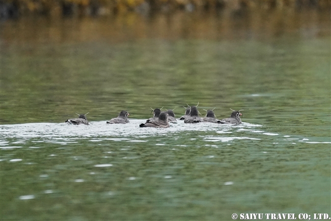 シラヒゲウミスズメ Whiskered Auklet 千島列島　ウシシル島　ヤンキチャ島　Ushishir Island Yankicha Island (2)