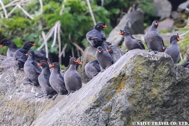 エトロフウミスズメ　Crested Auklet ウシシル島　ヤンキチャ島　Ushishir Island Yankicha Islanad (17)