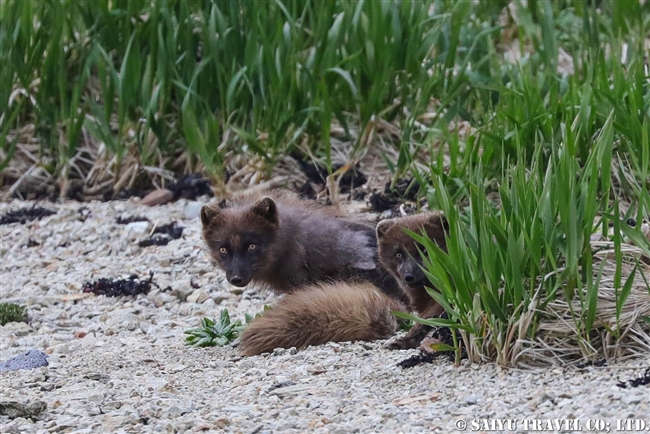 千島列島　青狐　Ushishir Island Arctic Fox Blue Fox (9)