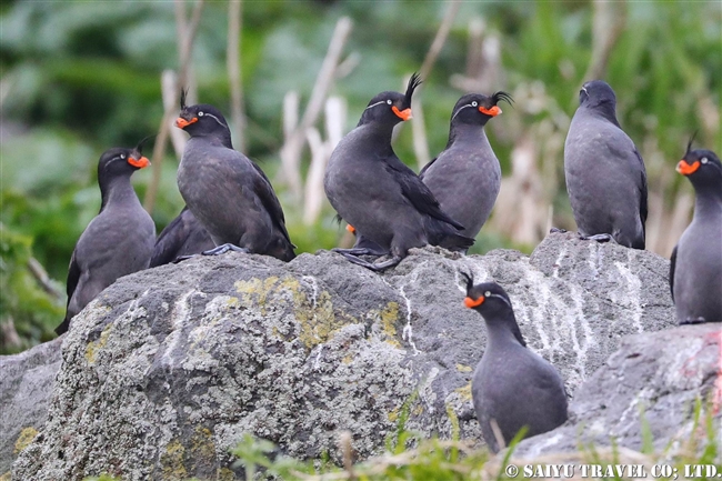 エトロフウミスズメ　Crested Auklet ウシシル島　ヤンキチャ島　Ushishir Island Yankicha Islanad (19)