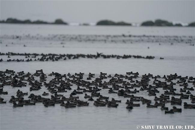 エトロフウミスズメ　Crested Auklet ウシシル島　ヤンキチャ島　Ushishir Island Yankicha Islanad (11)