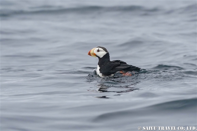 ツノメドリ Horned Puffin 千島列島　ウシシル島　リポンキチャ島 Riponkicha Island (1)