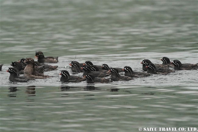 シラヒゲウミスズメ Whiskered Auklet 千島列島　ウシシル島　ヤンキチャ島　Ushishir Island Yankicha Island (21)