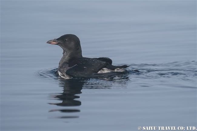 千島列島　エカルマ島　Ekarma ウトウ(4)