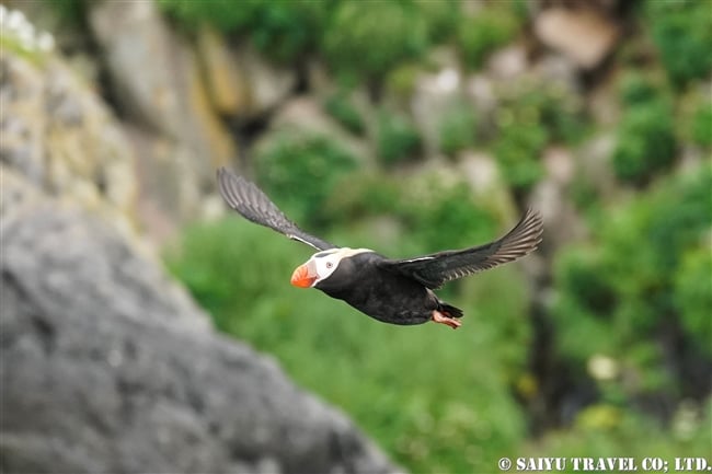 千島列島　エカルマ島　Ekarma エトピリカ