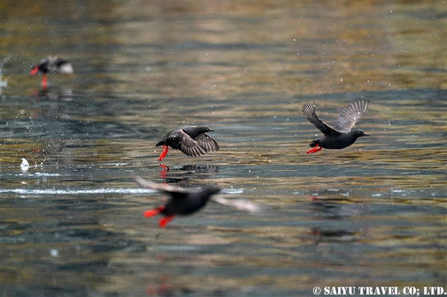 ウミバト Pigeon Guillemot 千島列島　ウシシル島　リポンキチャ島 Riponkicha Island (4)