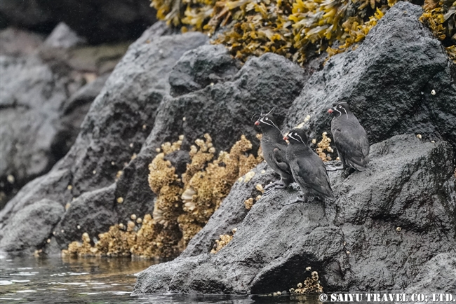 シラヒゲウミスズメ Whiskered Auklet 千島列島　ウシシル島　ヤンキチャ島　Ushishir Island Yankicha Island (8)