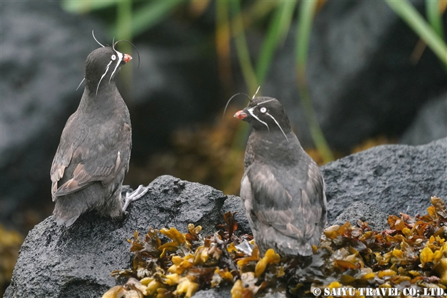 シラヒゲウミスズメ Whiskered Auklet 千島列島　ウシシル島　ヤンキチャ島　Ushishir Island Yankicha Island (13)