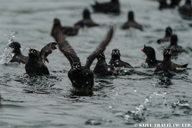 シラヒゲウミスズメ Whiskered Auklet 千島列島　ウシシル島　ヤンキチャ島　Ushishir Island Yankicha Island (18)