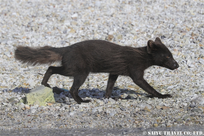 千島列島　青狐　Ushishir Island Arctic Fox Blue Fox (7)