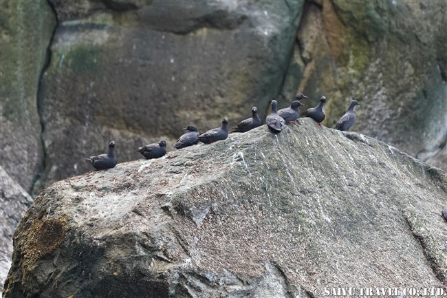 千島列島　エカルマ島　Ekarma ウミバト(10)