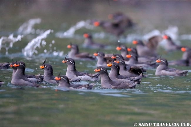 エトロフウミスズメ　Crested Auklet ウシシル島　ヤンキチャ島　Ushishir Island Yankicha Islanad (18)