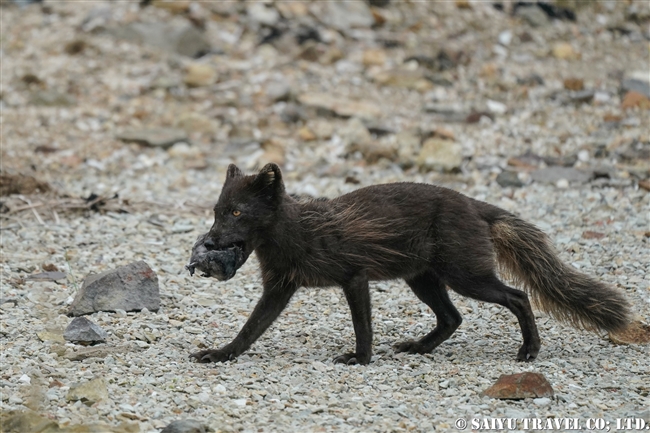 千島列島　青狐　Ushishir Island Arctic Fox Blue Fox (3)