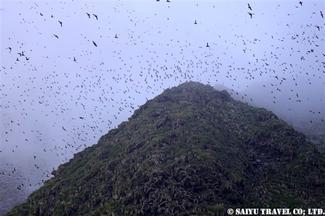 エトロフウミスズメ　Crested Auklet ウシシル島　ヤンキチャ島　Ushishir Island Yankicha Islanad (20)