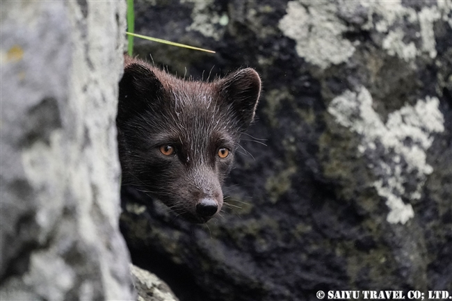 千島列島　青狐　Ushishir Island Arctic Fox Blue Fox (2)