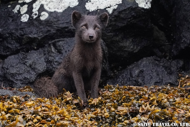 千島列島　青狐　Ushishir Island Arctic Fox Blue Fox (1)