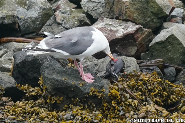 エトロフウミスズメ　Crested Auklet ウシシル島　ヤンキチャ島　Ushishir Island Yankicha Islanad (6)