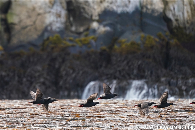 千島列島　エカルマ島　Ekarma ウミバト(9)