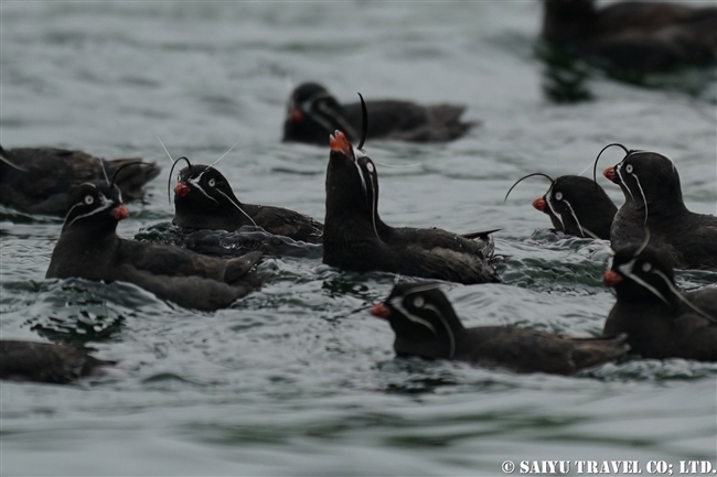 シラヒゲウミスズメ Whiskered Auklet 千島列島　ウシシル島　ヤンキチャ島　Ushishir Island Yankicha Island (17)