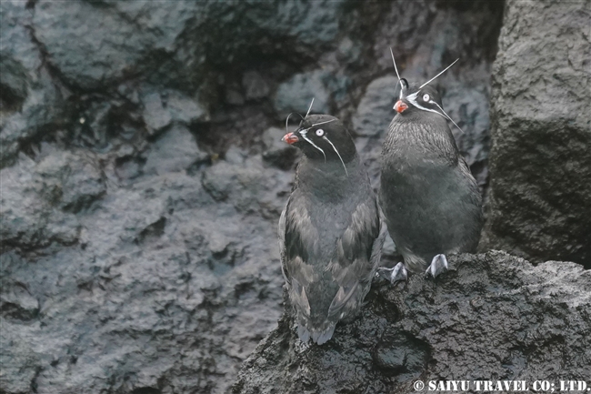 シラヒゲウミスズメ Whiskered Auklet 千島列島　ウシシル島　ヤンキチャ島　Ushishir Island Yankicha Island (10)