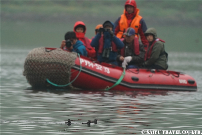 シラヒゲウミスズメ Whiskered Auklet 千島列島　ウシシル島　ヤンキチャ島　Ushishir Island Yankicha Island (19)