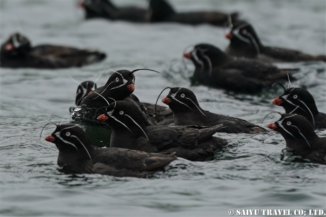 シラヒゲウミスズメ Whiskered Auklet 千島列島　ウシシル島　ヤンキチャ島　Ushishir Island Yankicha Island (16)