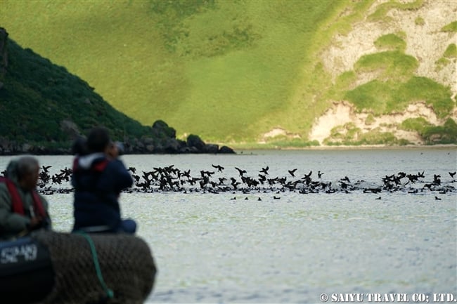 エトロフウミスズメ　Crested Auklet ウシシル島　ヤンキチャ島　Ushishir Island Yankicha Islanad