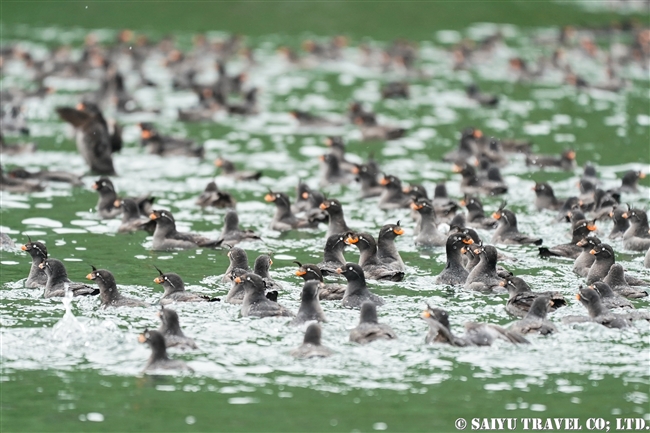 エトロフウミスズメ　Crested Auklet ウシシル島　ヤンキチャ島　Ushishir Island Yankicha Islanad (8)