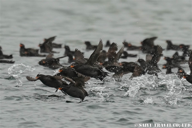 シラヒゲウミスズメ Whiskered Auklet 千島列島　ウシシル島　ヤンキチャ島　Ushishir Island Yankicha Island (20)